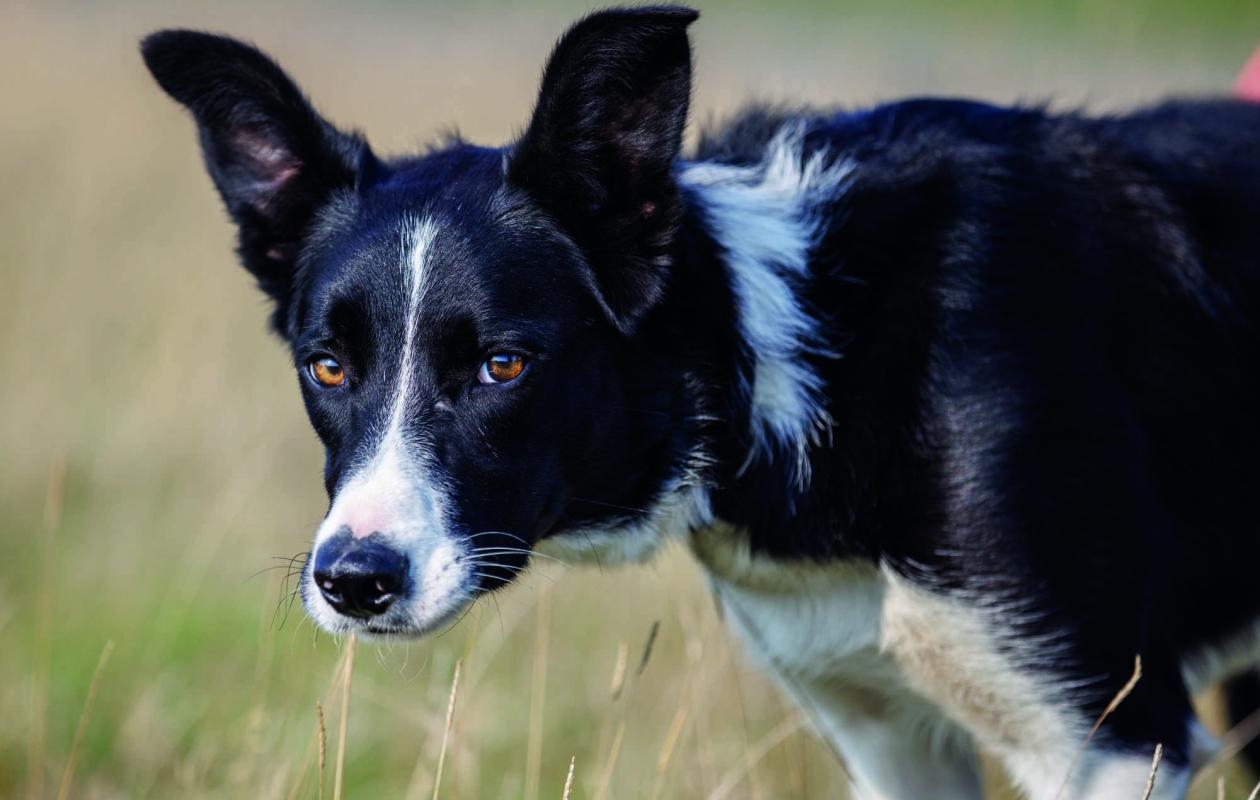 border collie sheepdog