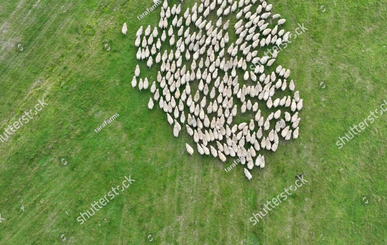 stock-photo-drone-aerial-shot-sheep-moving-herding-sheep-dog-2476218569