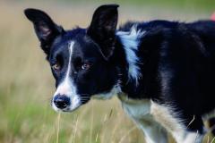 border collie sheepdog