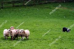 stock-photo-border-collie-herding-sheep-at-a-competition-1507927568_0