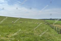 stock-photo-panoramic-view-of-the-scottish-borders-rolling-hills-showcasing-lush-green-pastures-grazing-2644817533_0