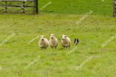 stock-photo-welsh-border-collie-sheep-dog-rounding-up-sheep-on-a-farm-in-north-wales-703634065_0